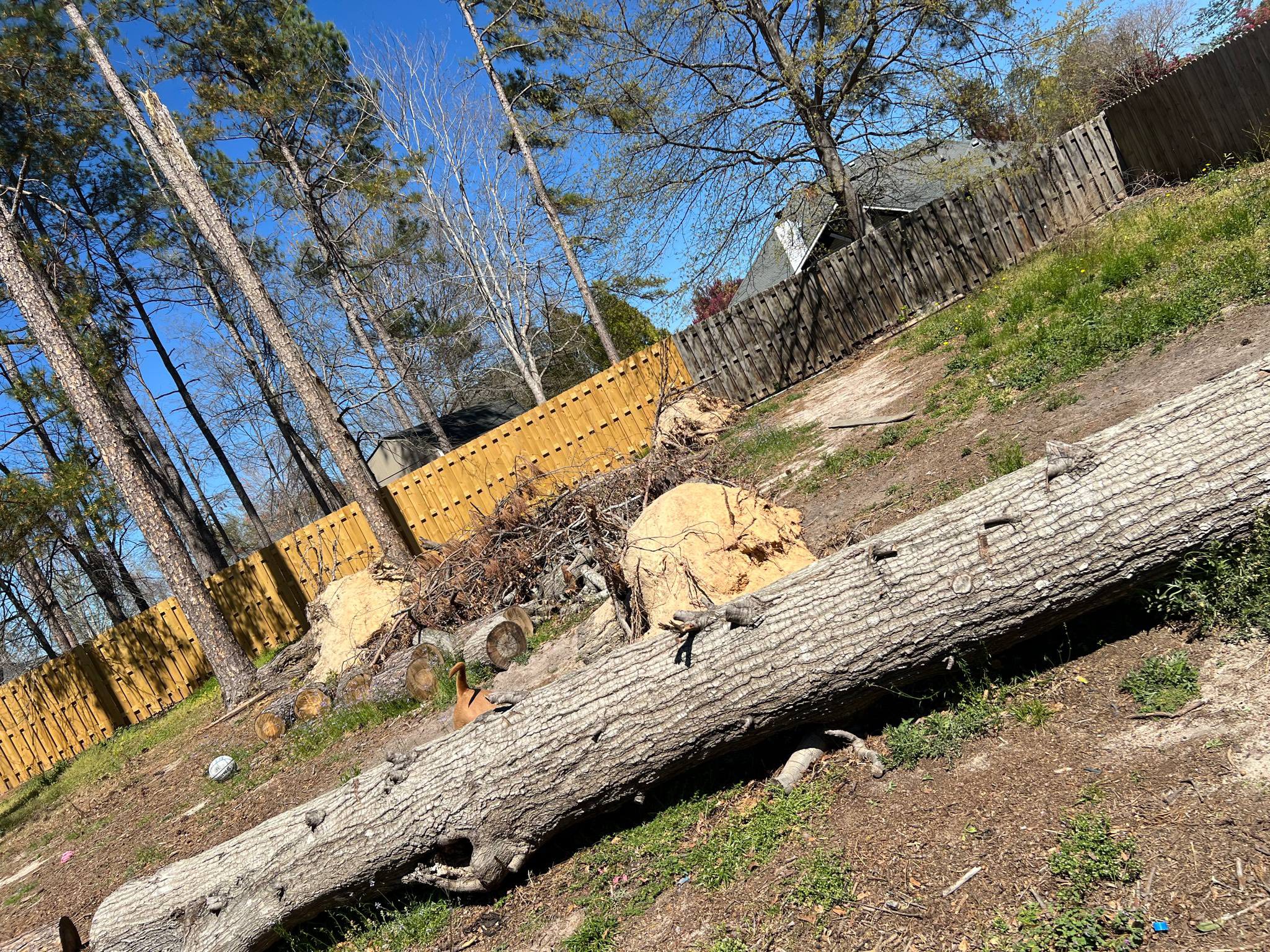 Tree Removal Augusta GA - JMD Construction professional tree removal serving Augusta GA, Fort Gordon, Augusta National area and CSRA